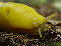 Ariolimax californicus noto come banana slug