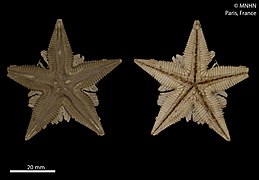 Astropecten alatus (MNHN)