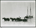 Image 13Loading grain from horse drawn wagons to the ketch 'Free Selector' on Kangaroo Island (from Transport in South Australia)