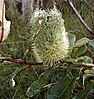 Banksia oblongifolia, Georges River National Park