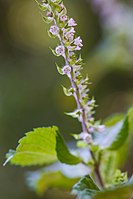 Green shiso flower