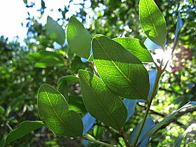 Beilschmiedia berteroana