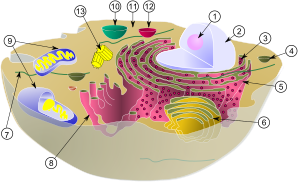 color diagram of cell as bowl