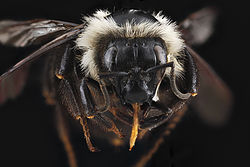 Bombus bimaculatus, hona, ansikte.