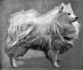 Pomeranian. from the 1911 Britannica