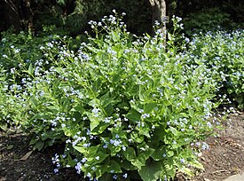 Бруннера крупнолистная (Brunnera macrophylla)