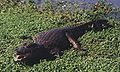 20/04/2007 - Un yacaré negro adulto en los esteros del Iberá - Caiman yacare