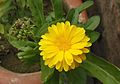 Calendula arvensis in full bloom