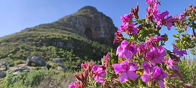 Second best fynbos photograph: Cape Mallow by AJ Higgs