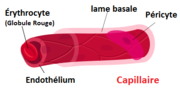 Schéma d'un capillaire.