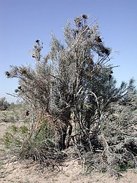 Large rare Crucifixion Thorn (Castela emoryi) shrub
