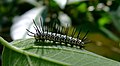 Lagarta de H. charithonia, em seu habitat. Espécies como H. erato tem lagartas altamente canibais e colocam ovos separadamente em brotos de sua planta hospedeira.[6]