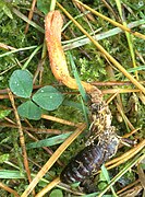 Кордицепс військовий (лат. Cordyceps militaris)