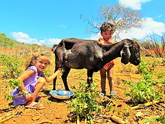 Criação de Animal