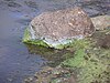 Scum from cyanobacteria washed up on a rock