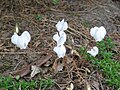 Cyclamen hederifolium 'Album'