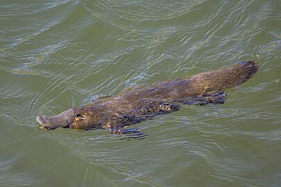 Duck-billed platypus Ornithorhynchus anatinus Australia