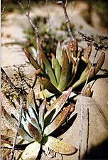 Dudleya virens