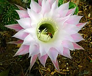 Echinopsis oxygona visited by a European honeybee; Kfar Blum Kibbutz garden, Israel.