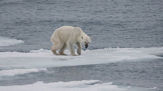 Starving polar bear, by AWeith