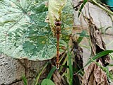 Female, Bengaluru, India