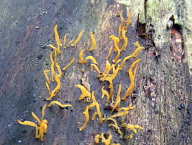 Calocera cornea