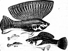 Illustration of swordtail mollies
