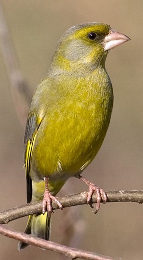 Verdilhão (Chloris chloris)