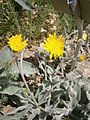 Hieracium tomentosum