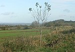 Large univallate hillfort with a bowl barrow and pillow mounds 970 m west of The Bungalow