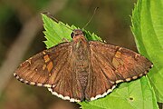 Adult, dorsal view.