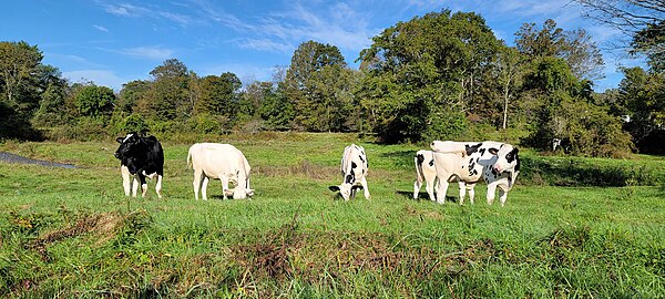 Cows in White Creek, NY