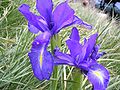 Iris latifolia