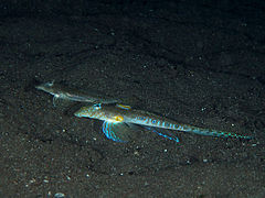 Pseudocalliurichthys variegatus