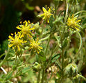 Ivesia jaergi (Jaeger's mousetail or Jaeger's ivesia)