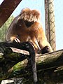 Javan lutung Trachypithecus auratus auratus (light morph) Twycross Zoo, August 2006