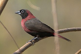 Amarante masqué (Lagonosticta larvata), Savane soudano-guinéenne.