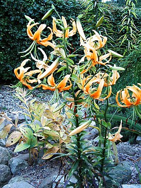 Lilium rosthornii