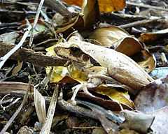 Description de l'image Litoria nigrofrenata.jpg.