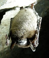 A little brown bat hangs from a cave ceiling. The bat has white fungus growing on its nose