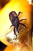 A photograph of a maize weevil