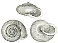 The polygyrid snail, Mesodon thyroidus from Binney, 1878.