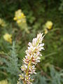 Myricaria germanica close-up