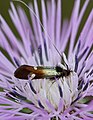 Nemophora raddaella (Adelinae)