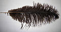 Ostrich feather