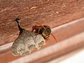 Polistes humilis