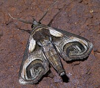 Euteliidae (Paectes oculatrix)