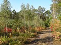 La forêt dans le parc.