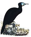 Urile penecillatus, un cormoran de Brandt