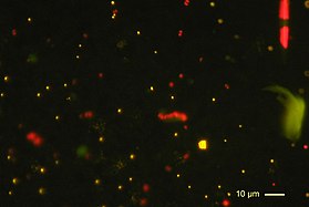 Photosynthetic picoplankton from the Pacific Ocean (off the Marquesas islands observed by epifluorescence microscopy (blue exciting light). Orange fluorescing dots correspond to Synechocococus cyanobacteria, red fluorescing dots to picoeukaryotes. Larger cells (e.g. diatom, upper right) can also be seen.